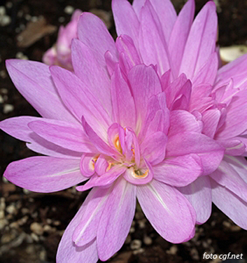 Colchicum WATERLILY
