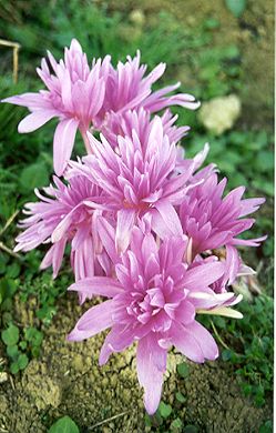 Colchicum WATERLILY