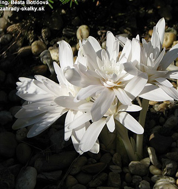 Colchicum autumnale 'Alboplenum'