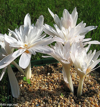 Colchicum autumnale 'Alboplenum'