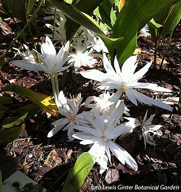 Colchicum autumnale 'Alboplenum'