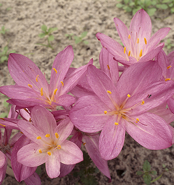 Colchicum cilicium 'Purpureum'