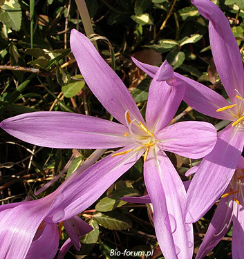 Colchicum cilicium 'Purpureum'