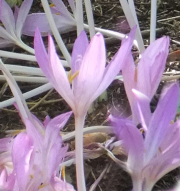 Colchicum cilicium 'Purpureum'