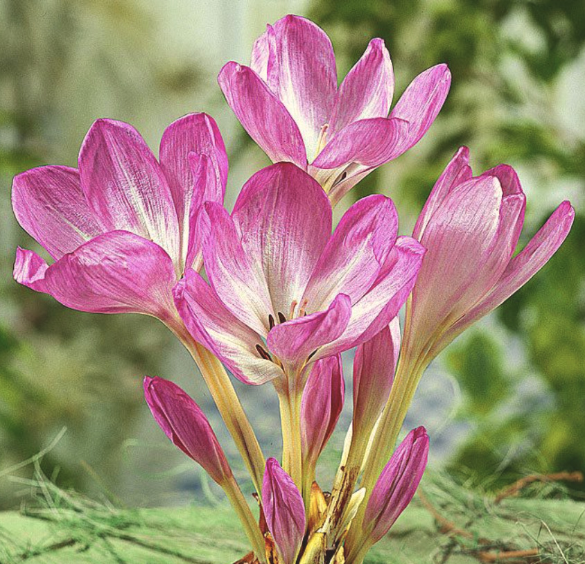 Colchicum giganteum