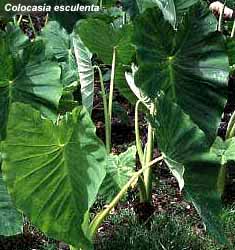 Colocasia esculenta