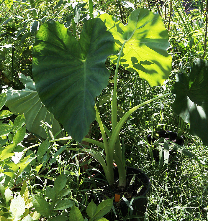Colocasia esculenta
