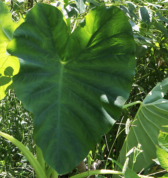Colocasia esculenta