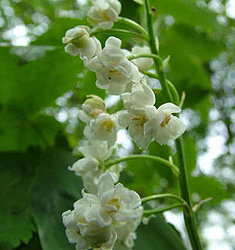 Convallaria MUGHETTO majalis 'Prolificans'