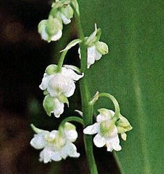 Convallaria MUGHETTO majalis 'Prolificans'