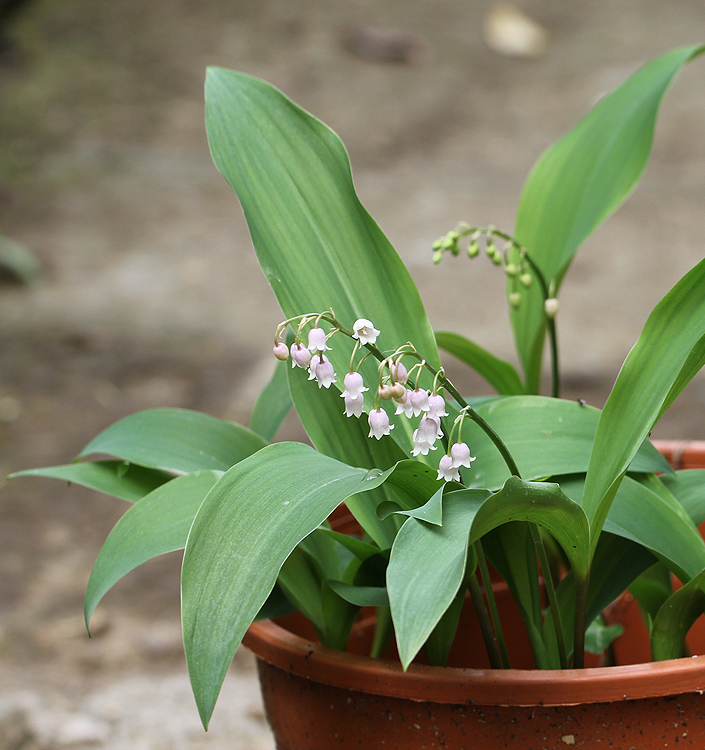 Convallaria MUGHETTO majalis 'Rosea'