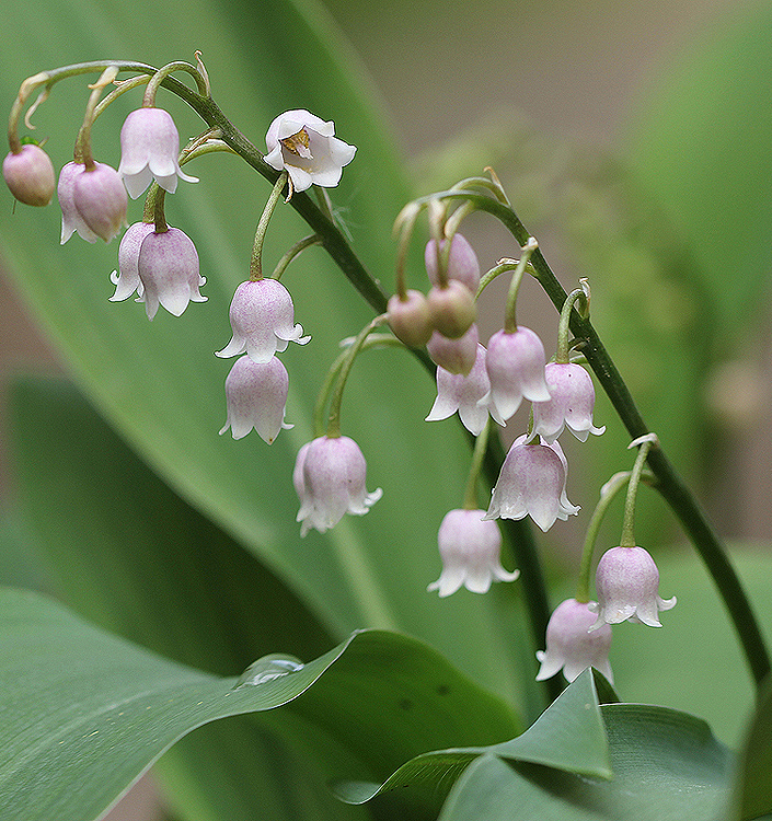Convallaria MUGHETTO majalis 'Rosea'