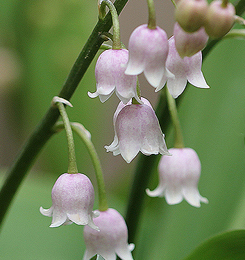 Convallaria MUGHETTO majalis 'Rosea'