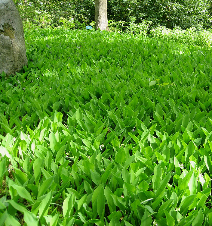 Convallaria MUGHETTO majalis