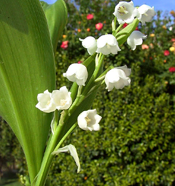 Convallaria MUGHETTO majalis