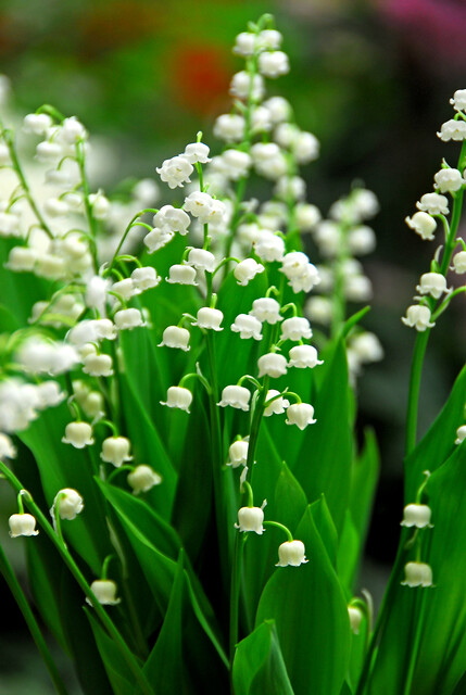 Convallaria MUGHETTO majalis
