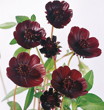 Cosmos atrosanguineus