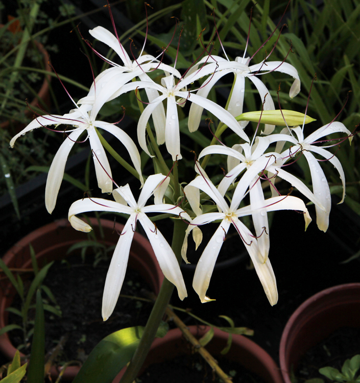 Crinum amoenum
