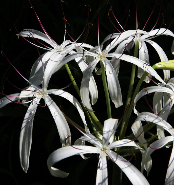 Crinum amoenum