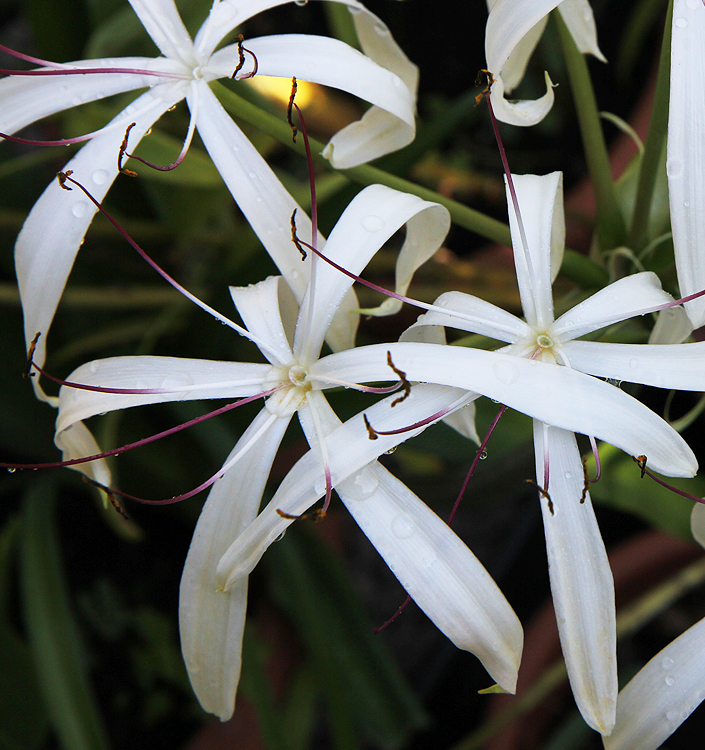 Crinum amoenum
