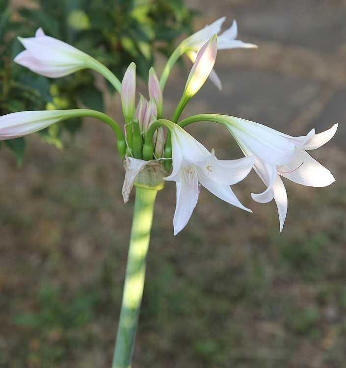 Crinum moorei 'Album'