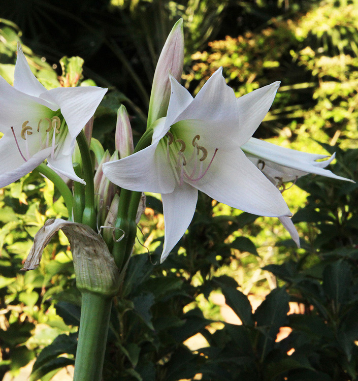 Crinum moorei 'Album'