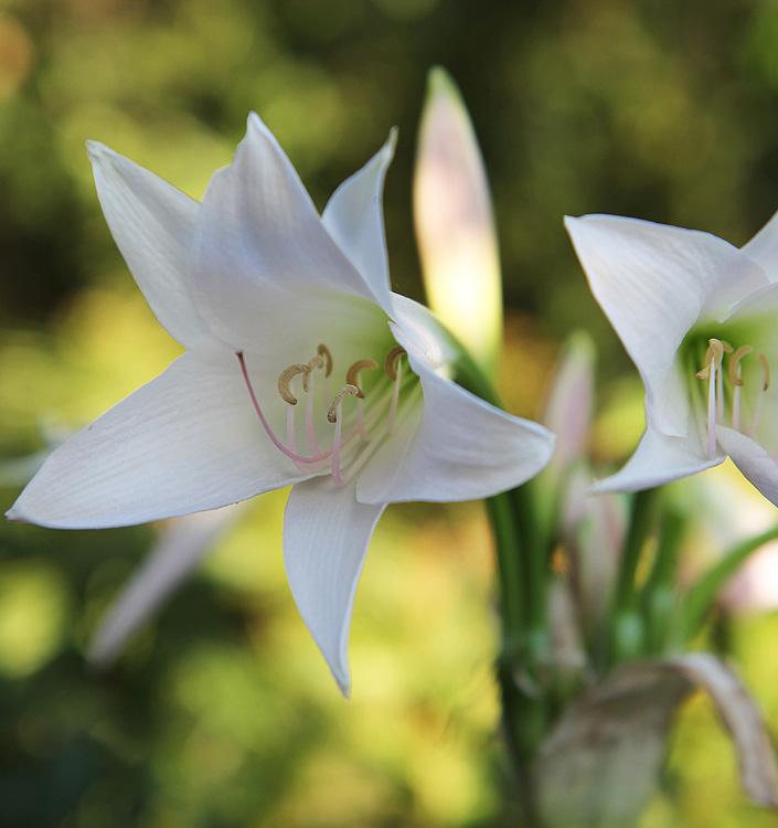 Crinum moorei 'Album'