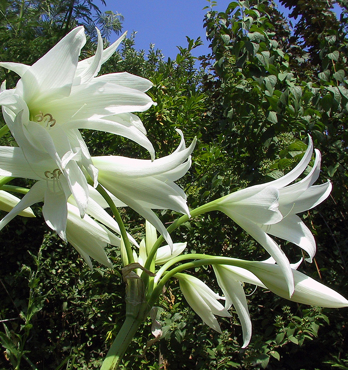 Crinum x powellii 'Album'