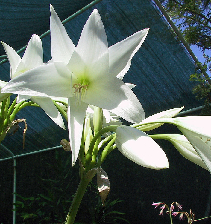 Crinum x powellii 'Album'