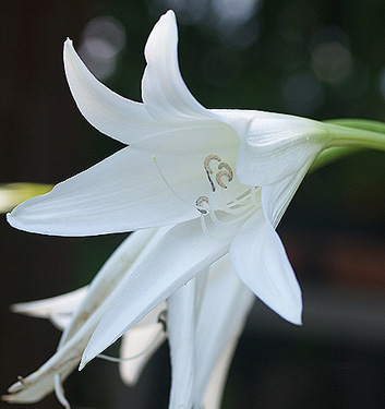 Crinum x powellii 'Album'