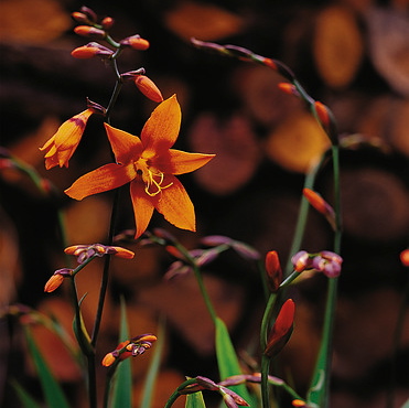 Crocosmia crocosmiiflora EMILY McKENZIE