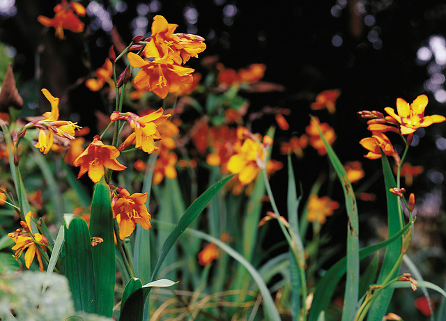 Crocosmia crocosmiiflora EMILY McKENZIE