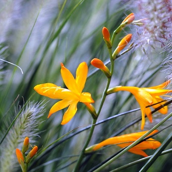 Crocosmia crocosmiiflora GEORGE DAVISON