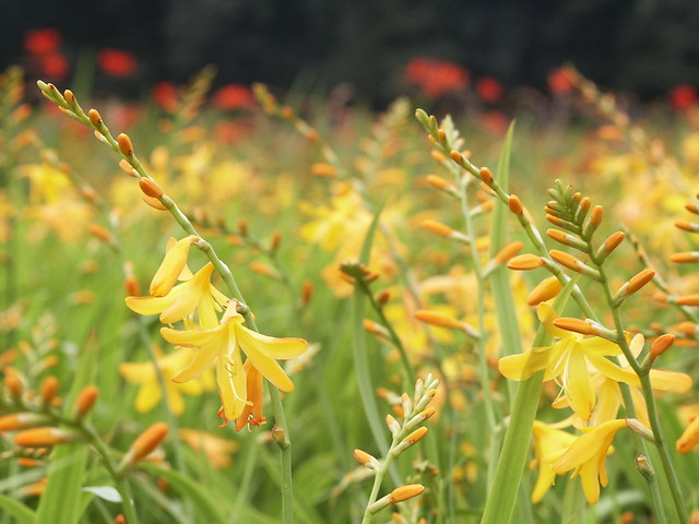 Crocosmia crocosmiiflora GEORGE DAVISON