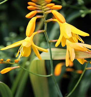 Crocosmia crocosmiiflora HONEY ANGELS