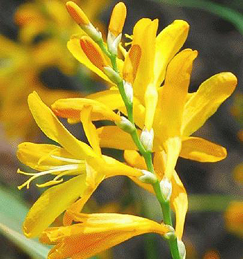 Crocosmia crocosmiiflora HONEY ANGELS