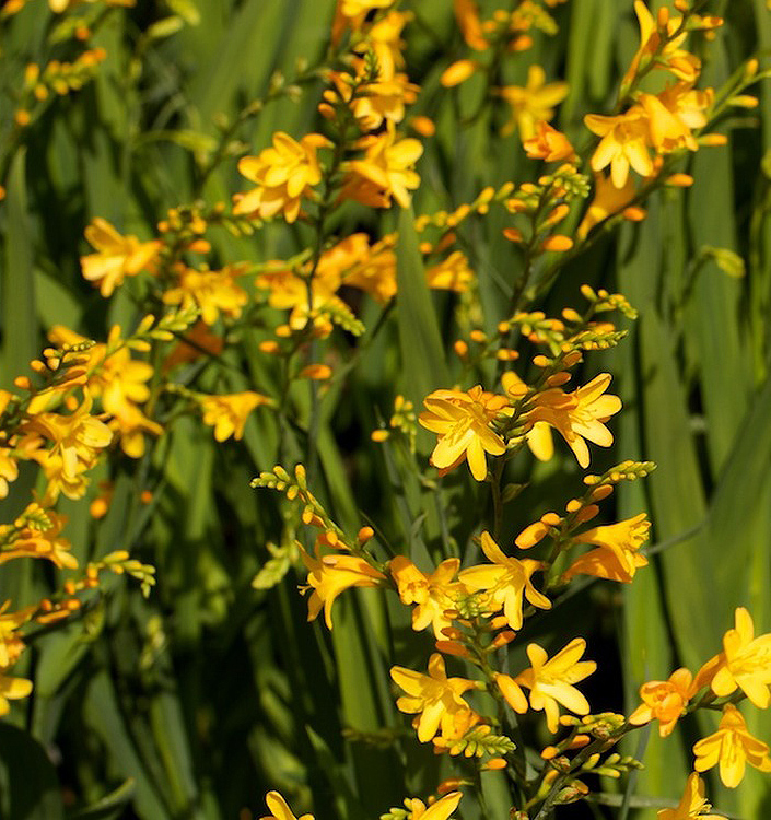 Crocosmia crocosmiiflora HONEY ANGELS