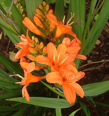 Crocosmia crocosmiiflora LIMPOPO