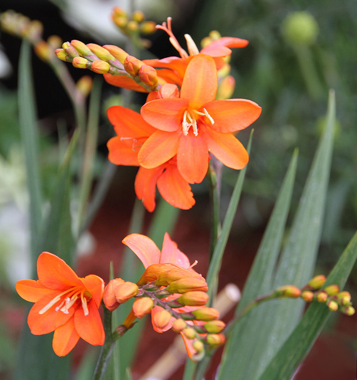 Crocosmia crocosmiiflora LIMPOPO