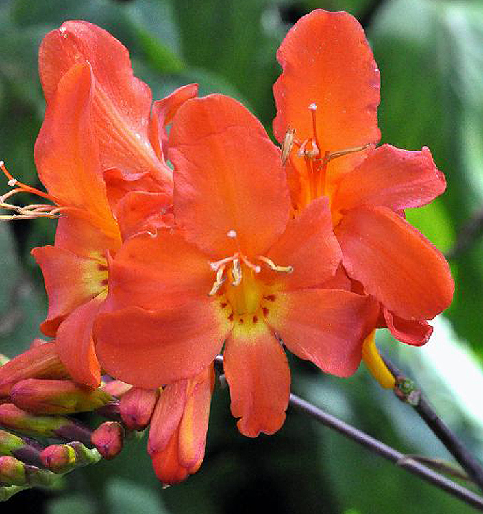 Crocosmia crocosmiiflora LIMPOPO