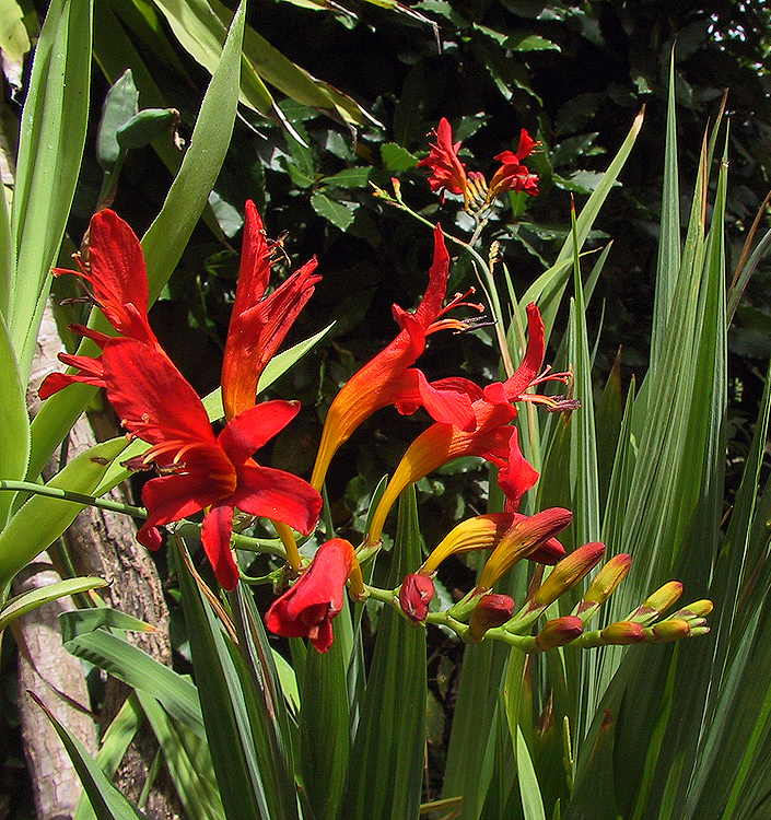 Crocosmia crocosmiiflora LUCIFER