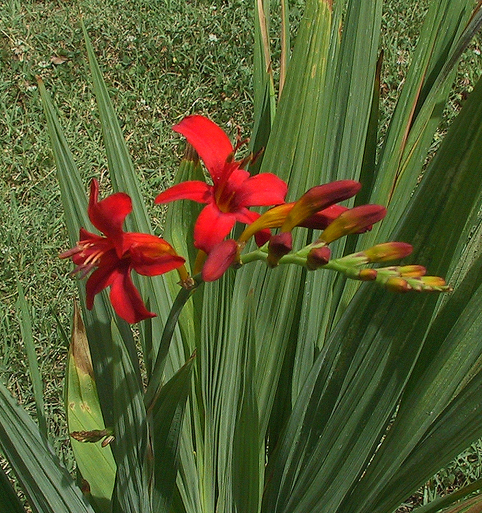 Crocosmia crocosmiiflora LUCIFER