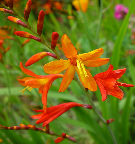 Crocosmia masoniorum