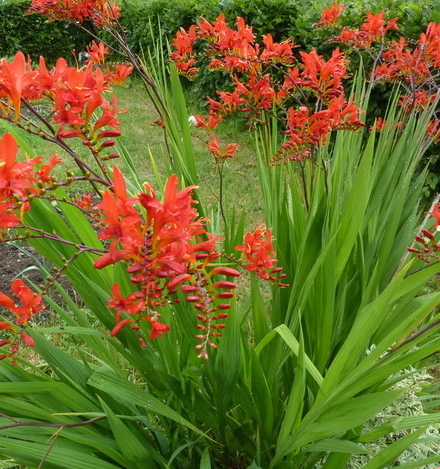 Crocosmia masoniorum