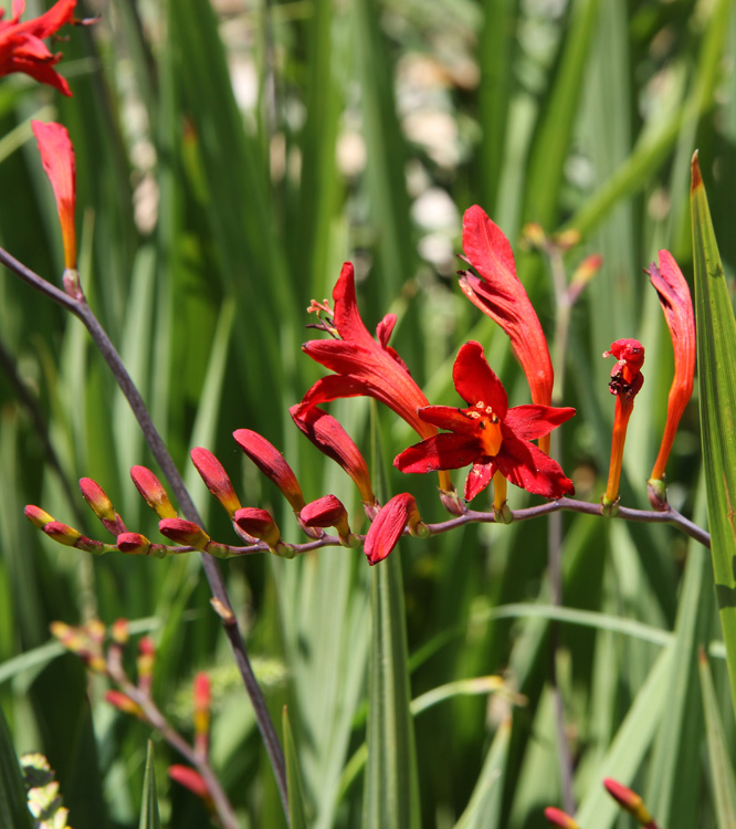 Crocosmia masoniorum