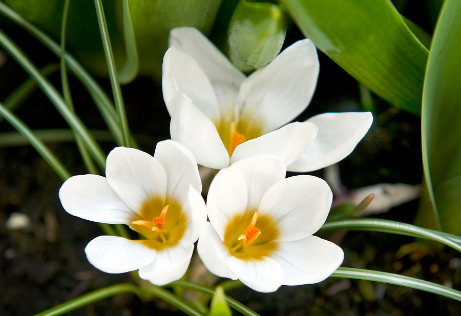 Crocus chrysanthus ARD SCHENK