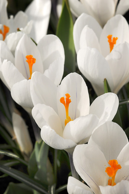 Crocus vernus JEANNE D'ARC