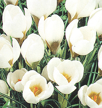 Crocus chrysanthus ARD SCHENK