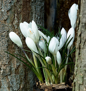 Crocus chrysanthus ARD SCHENK