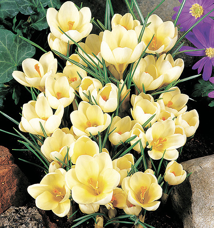 Crocus chrysanthus CREAM BEAUTY